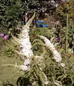 Sommerflieder 18.07.2010 010.webp