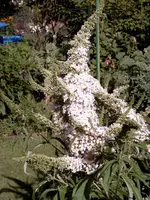 Sommerflieder 18.07.2010 011.webp