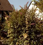 Sommerflieder 18.07.2010 013.webp