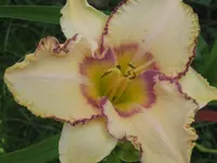 001.webp