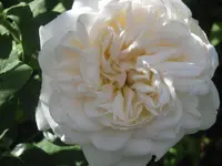 005.webp