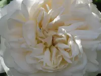 006.webp