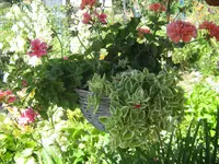 016.webp