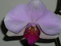 DSCI1066.webp