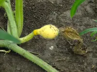 DSCF3468.webp