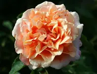lachsfarbene gefüllte Strauchrose2.webp