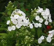 weißer Phlox.webp