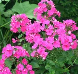 pinkiger Phlox.webp