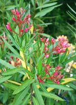 Loeander kurz vor Blüte.webp