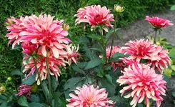 rosa Dahlie.webp