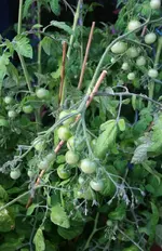 Tomis Cherry.webp