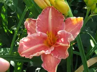 IMG_pretty fancy_1024x768.webp