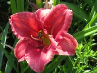 IMG_rosy returns2_1024x768.webp