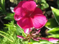 IMG_8272_1024x768.webp
