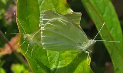 doppelt-gemoppelt-a17891319.webp