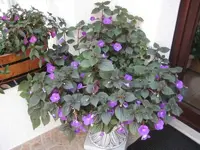 29295.webp