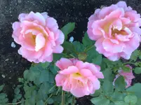 180720101024.webp