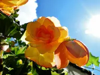 DSC07732.webp