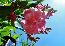 DSC07733.webp
