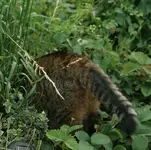 komische pflanze.webp