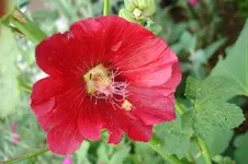 3120 Stockrose.webp