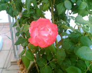 die Blühte meiner roten Kübelrose.webp