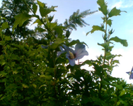 die erste Blühte des Hibiscus.webp