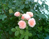 meine Gishelane.webp