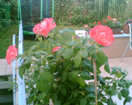 meine rote Kübelrose.webp