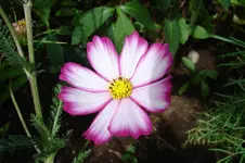 3135 Cosmee.webp