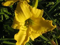 IMG_bells apealing5_1024x768.webp