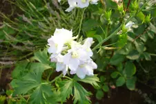 3113 Rittersporn Berghimmel.webp