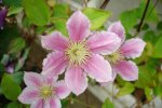 3129 Clematis Pink Fantasy.jpg