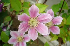 3129 Clematis Pink Fantasy.webp