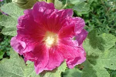 3140 Stockrose.webp