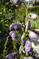 3152 Eisenhut.webp