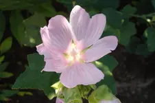 3153 Malve.webp