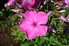 3156 Phlox.webp