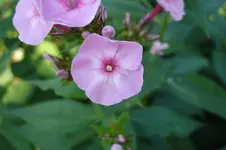 3158 Phlox.webp