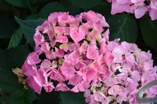 3190 Hortensie.webp