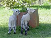 Doppelpack v.webp