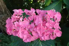 3192 Hortensie.webp