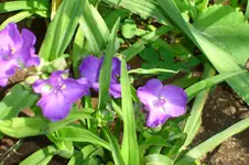 3108 Dreimasterblume.webp