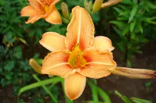 3124 Taglilie.webp
