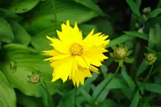 3126.webp