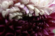 Dahlie lila weiß.webp