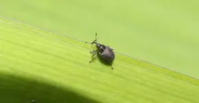Minikäfer.webp
