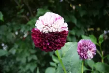 Zweif.Dahlie.webp