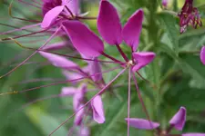Spinnenblume.webp
