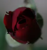 Rose.webp